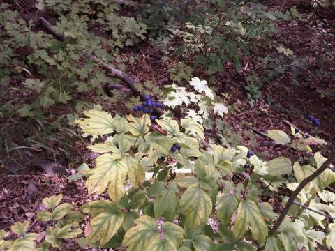 Mickey Blackberry 014